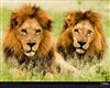 lions-males-botswana-xl.jpg